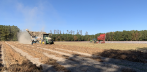 Peanut Harvest